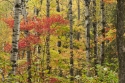 Fall%20Forest (thumbnail)