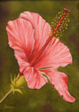 Pink Hibiscus (unframed)