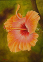 Yellow-Orange Hibiscus (unframed)