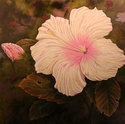 Royal Hibiscus