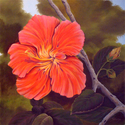Red-Orange Hibiscus