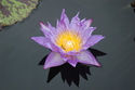 Photography-Lily