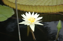 Photography--Color-FloralWhite lily