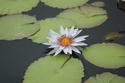 Photography--Color-FloralLily on pond