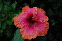Photography--Digital-FloralFloral