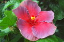 Photography--Color-Floralfloral !