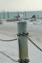 Photography--Digital-AnimalsSea- gull
