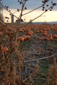 Photography--Digital-LandscapeEarly morning in the patch