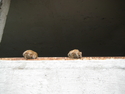 Photography--Color-Animalspaws