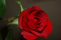 Photography--Color-FloralThe Rose