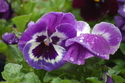 Photography--Color-FloralPansy