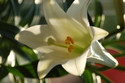 Photography--Color-FloralWhite Easter Lilies