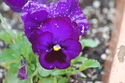 Photography--Color-FloralPansy #2