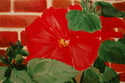 Painting--Acrylic-FloralHibiscus, Back Yard 