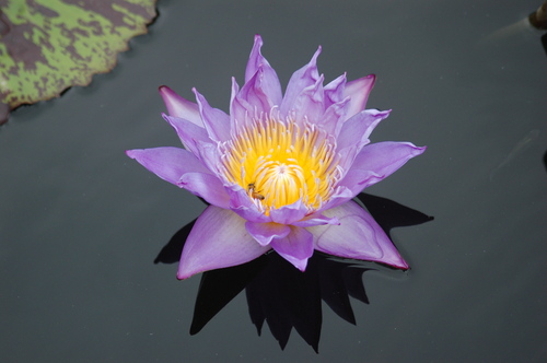 Photography-Lily