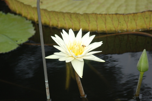 Photography-Floral-White lily