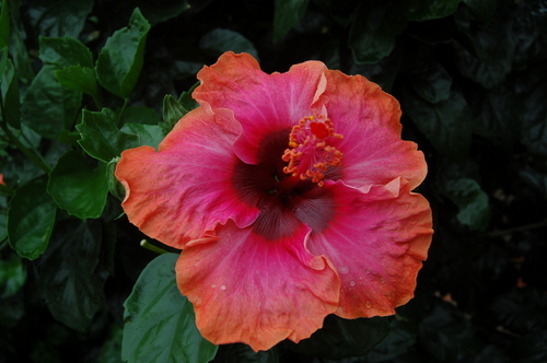 Photography-Floral-Floral