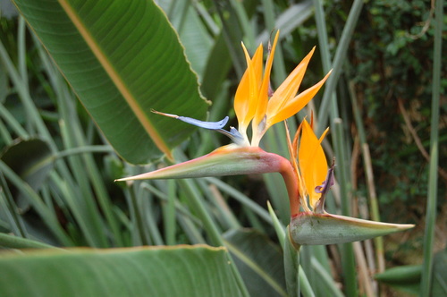 Photography-Floral-Bird of paradise