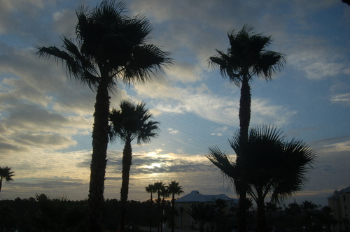 Photography-Landscape-palms