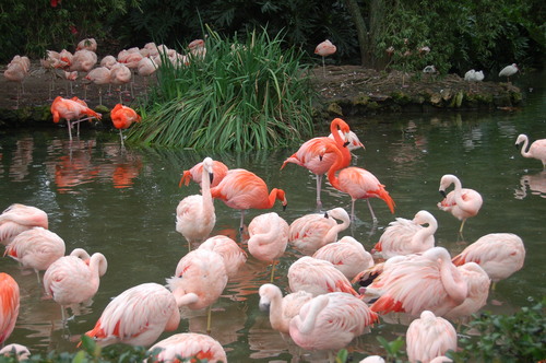 Photography-Animals-Pink  Flamingo's