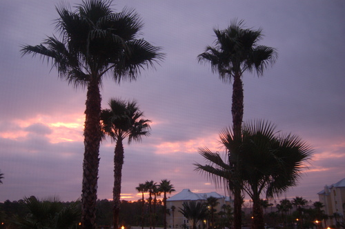 Photography-Landscape-Sunset ,palms