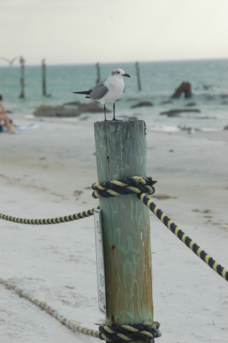 Photography-Animals-Sea- gull