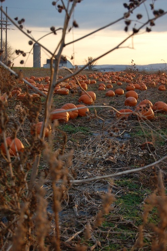 Photography-Landscape-Early morning in the patch