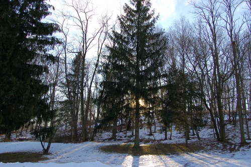 Photography-Landscape-Sunrise though pines