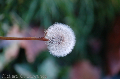 Photography-Nature-Wild Seeds