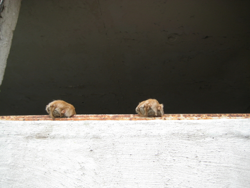 Photography-Animals-paws