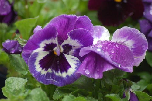 Photography-Floral-Pansy