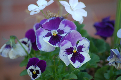Photography-Pansy #3