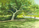 Tree In Sunshine Tree%20In%20Sunshine (thumbnail)