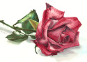 Rita's Rose Rita%27s%20Rose (thumbnail)