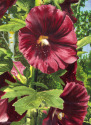 Hollyhocks Hollyhocks (thumbnail)