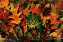 Autumn Impressions #2 Autumn%20Impressions%20%232 (thumbnail)