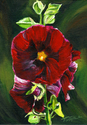 Hollyhocks Miniature Hollyhocks%20Miniature (thumbnail)