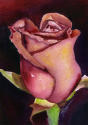 Rick's Rose Miniature Rick%27s%20Rose%20Miniature (thumbnail)