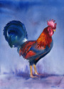 Rooster Rooster (thumbnail)