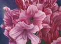 Rhodies & Bumblebee Rhodies%20%26%20Bumblebee (thumbnail)