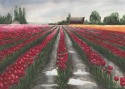 Mount Vernon Tulip Field Mount%20Vernon%20Tulip%20Field (thumbnail)
