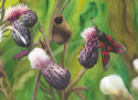 Black & Red Moth Black%20%26%20Red%20Moth (thumbnail)