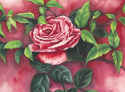 Suffolk Rose %20Suffolk%20Rose (thumbnail)