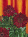 Fire Daisies Fire%20Daisies (thumbnail)