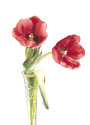 Two Tulips Two%20Tulips (thumbnail)