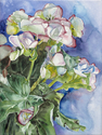 Begonias Begonias (thumbnail)