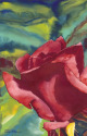 Rose #15 Rose%20%2315 (thumbnail)