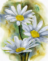 White Daisies White%20Daisies (thumbnail)