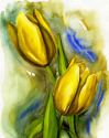 Golden Tulips Golden%20Tulips (thumbnail)