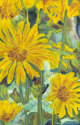 Impressionistic Daisies Impressionistic%20Daisies (thumbnail)